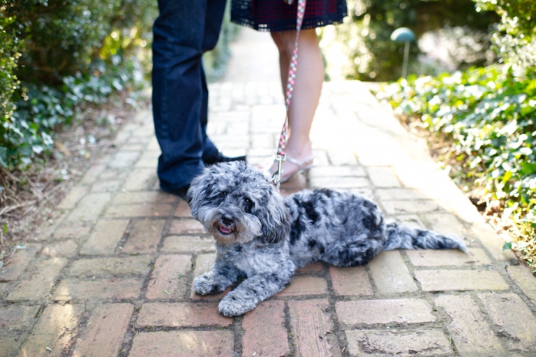 Cute engagement photos with dog