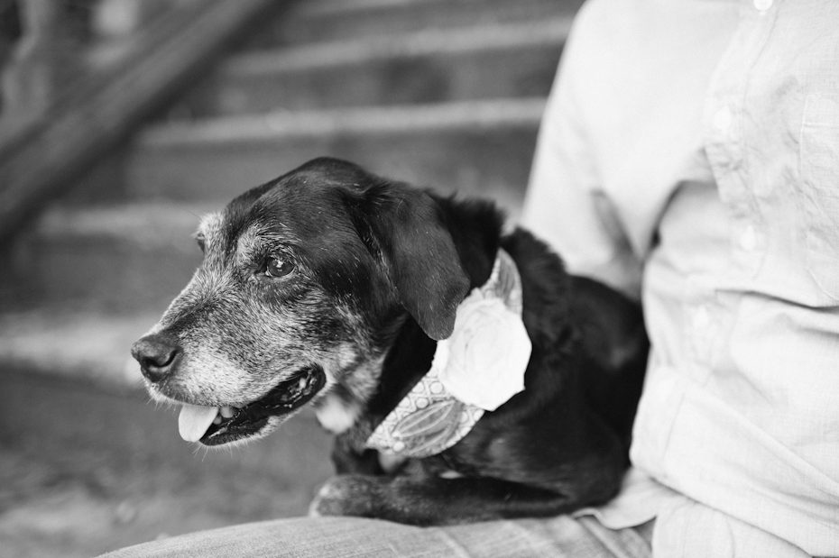 Atlantadogphotographer-7