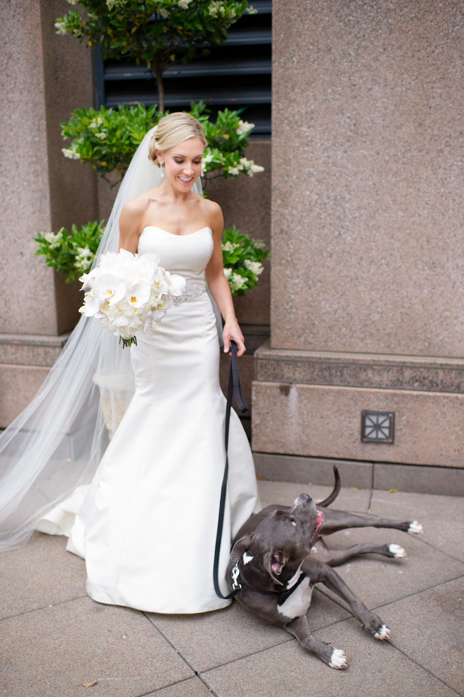 Dog at wedding
