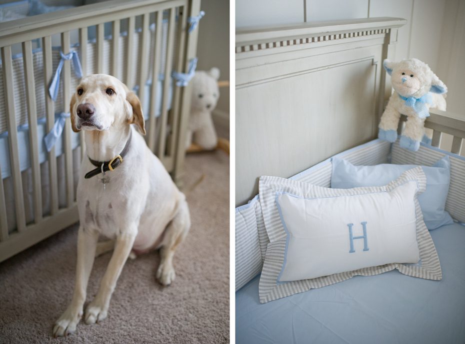 Dog in Nursery