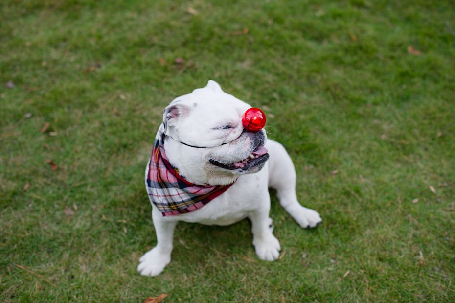 Funny Dog Photos