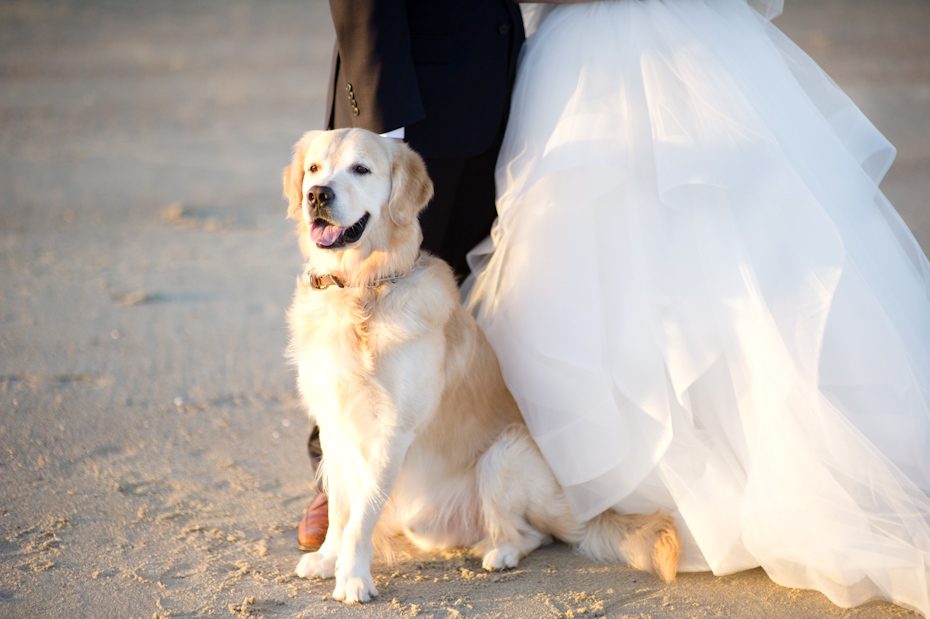 golden retriever at wedding