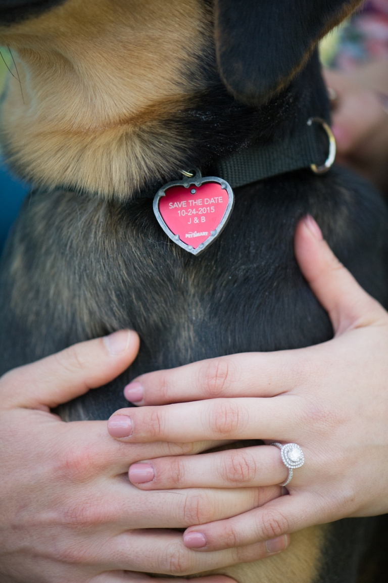 Save the date on Dog's Collar