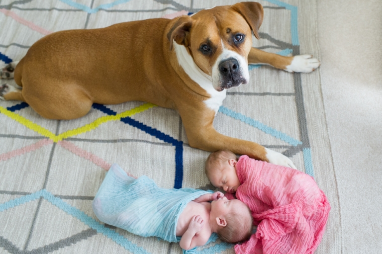 Newborn Photos with family dog