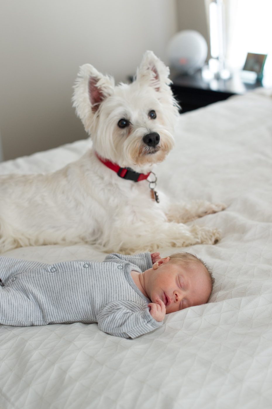 Dog and newborn baby