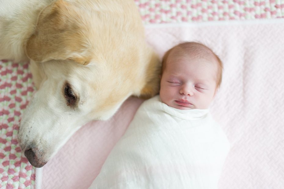 Newborn Photos with Dog