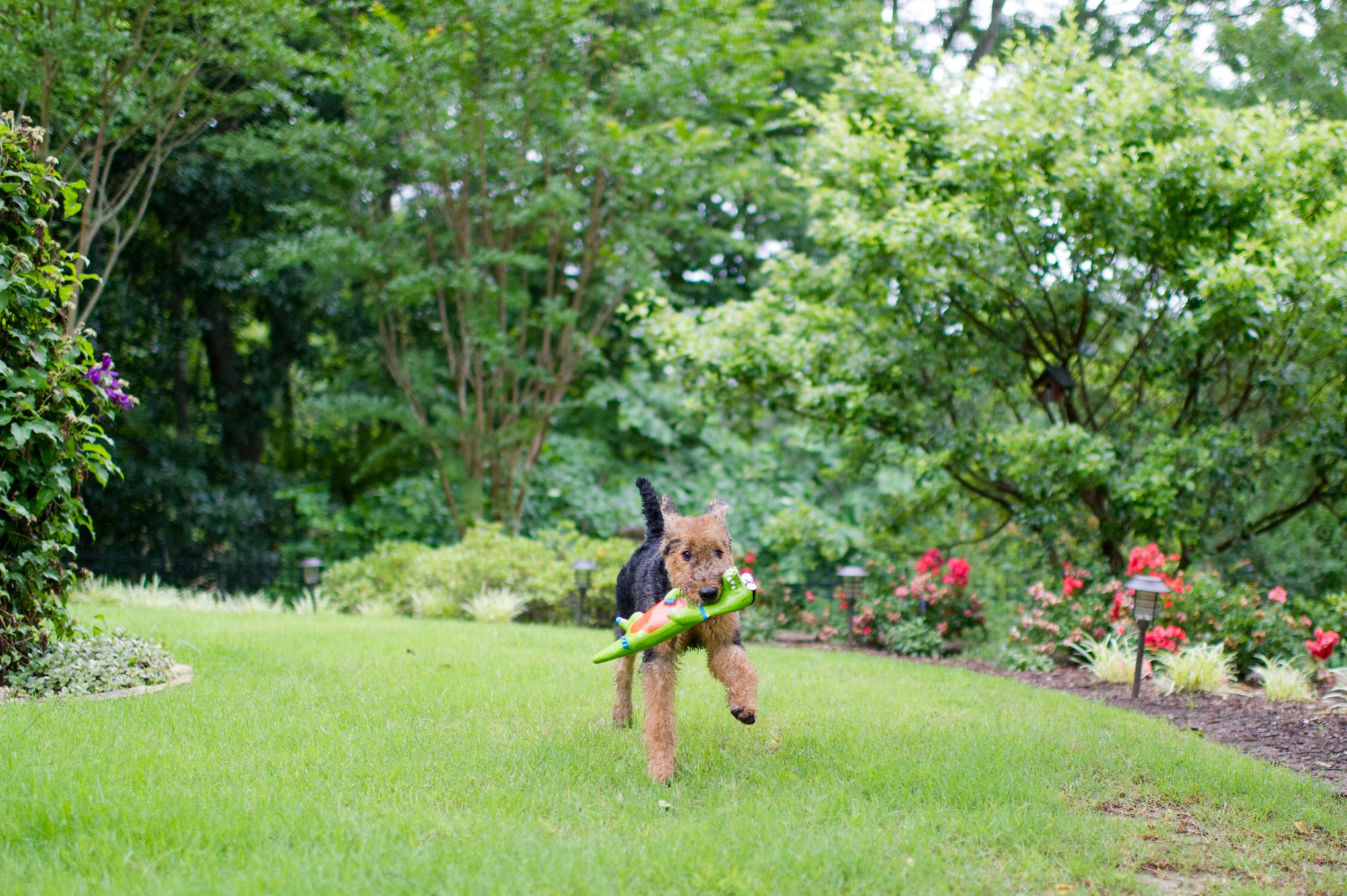 Atlanta Dog Photographer
