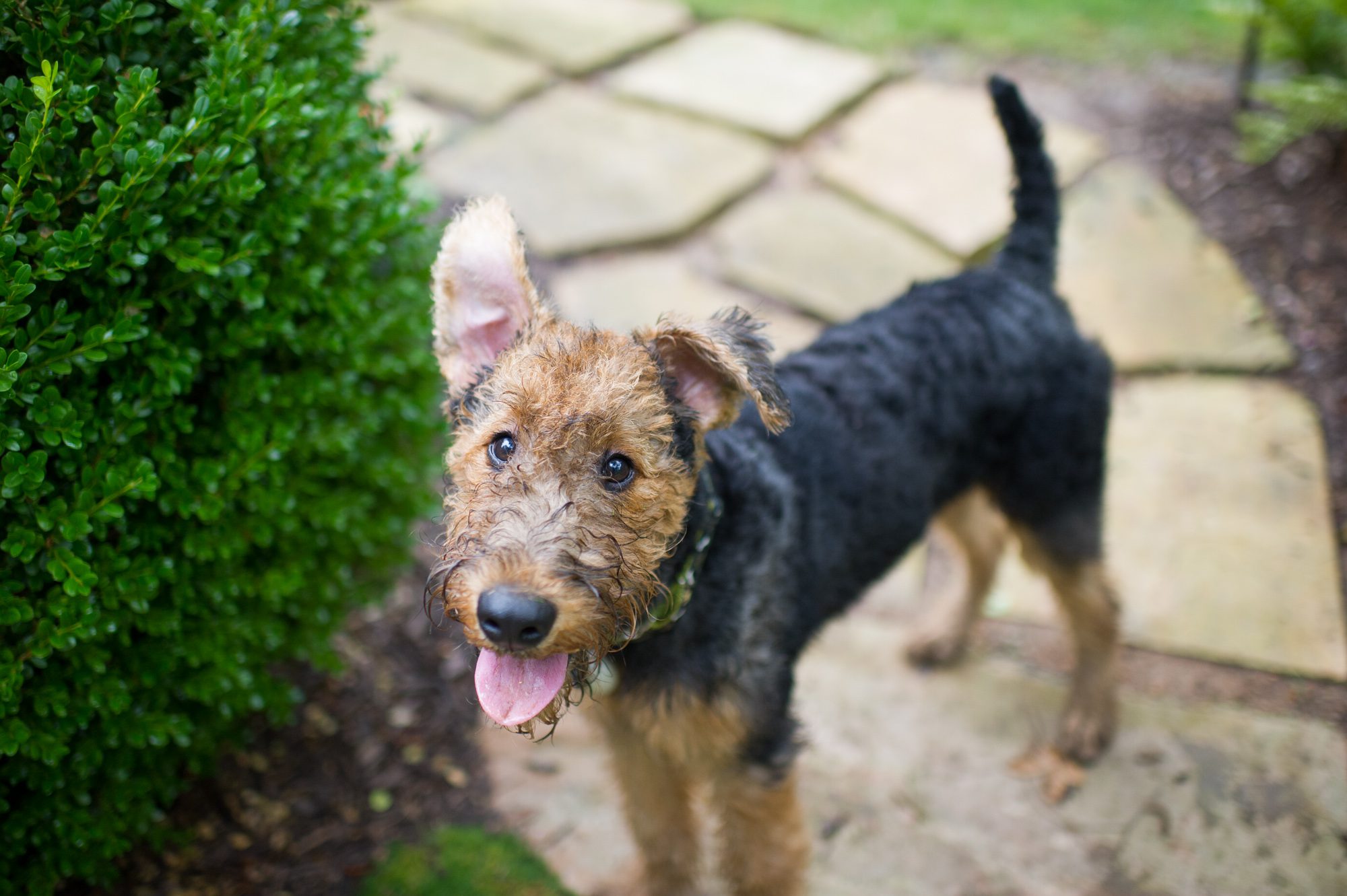 Airedale Terrier Puppy