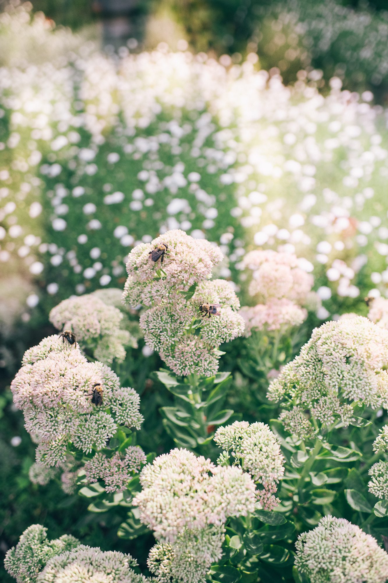 Cator Woolford Gardens Wedding by The Studio B Photography