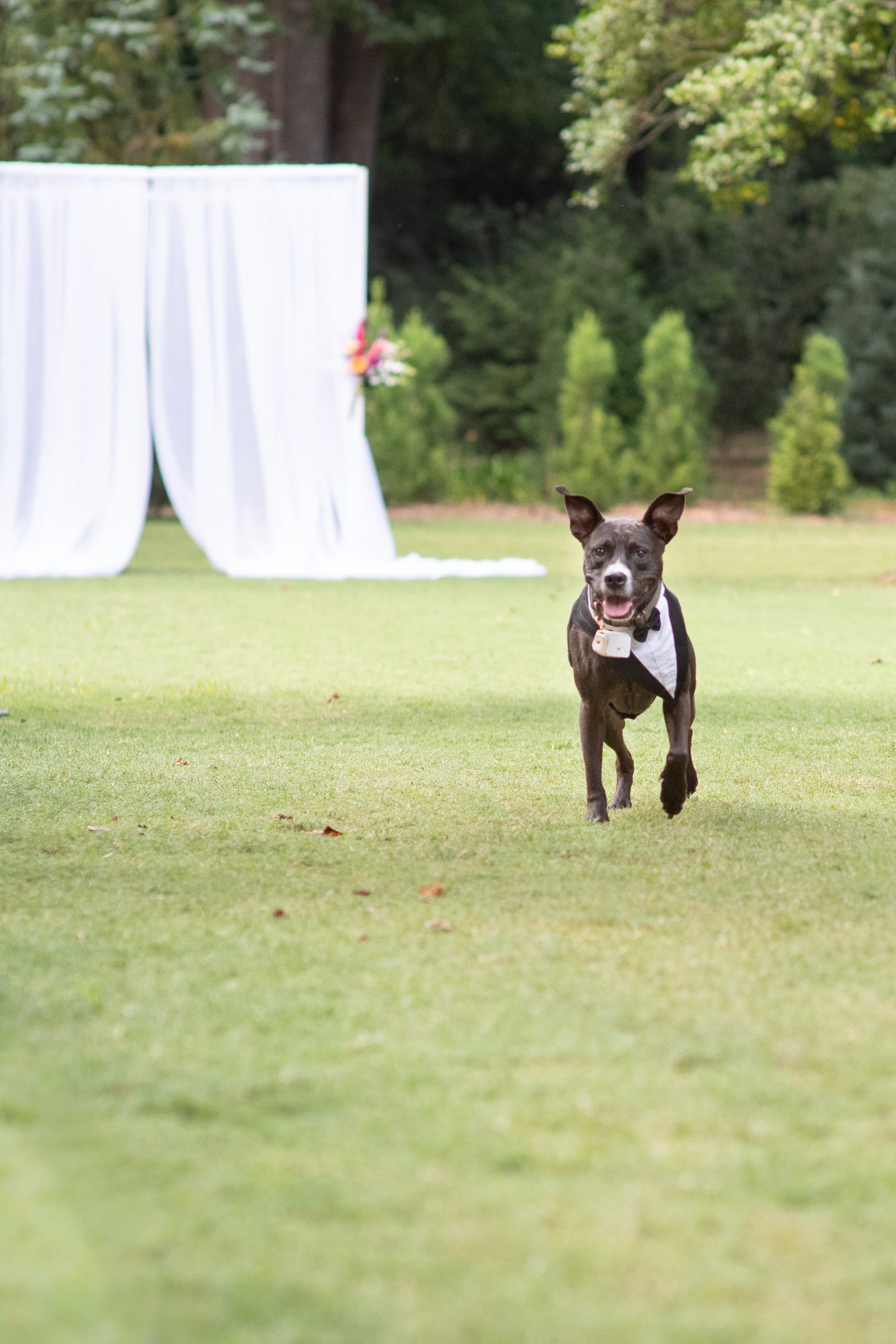 Ring bearer dog